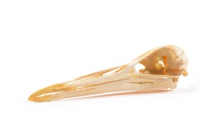 Image description is not available for 2015.3.4